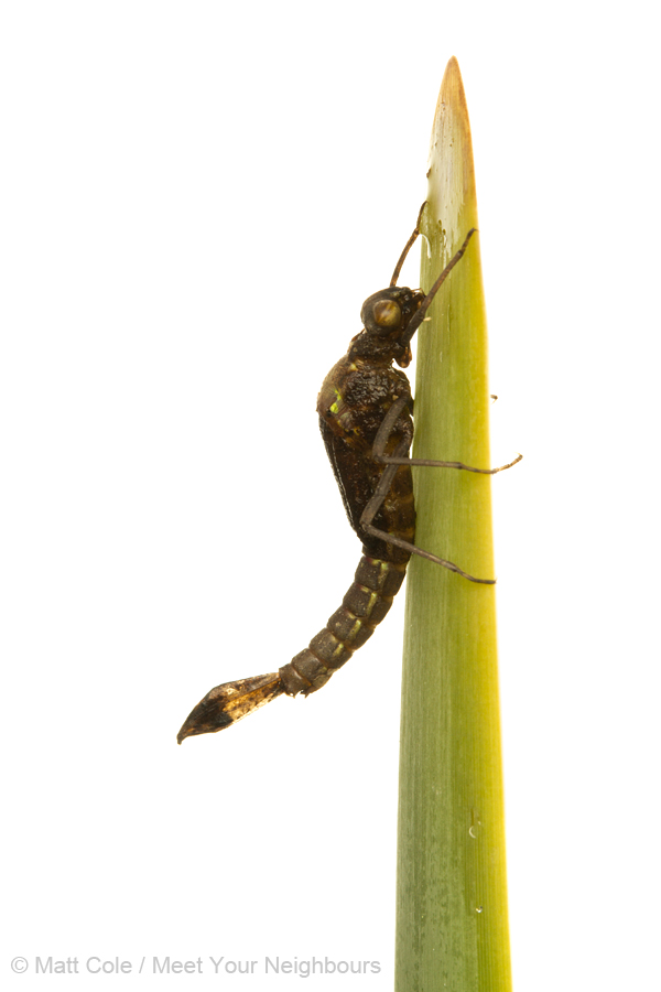 MYN Large Red Damselfly emergence 2